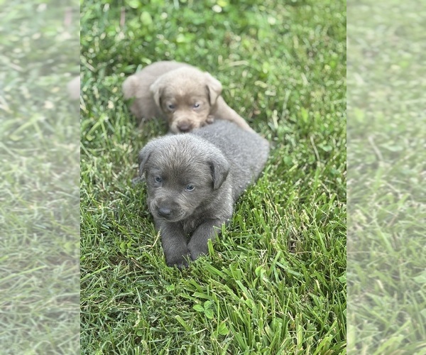 Medium Photo #11 Labrador Retriever Puppy For Sale in CORYDON, IN, USA