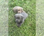 Small #10 Labrador Retriever