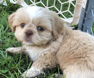 Shih Tzu Puppy for sale in MILTON, FL, USA