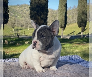French Bulldog Puppy for sale in BAKERSFIELD, CA, USA