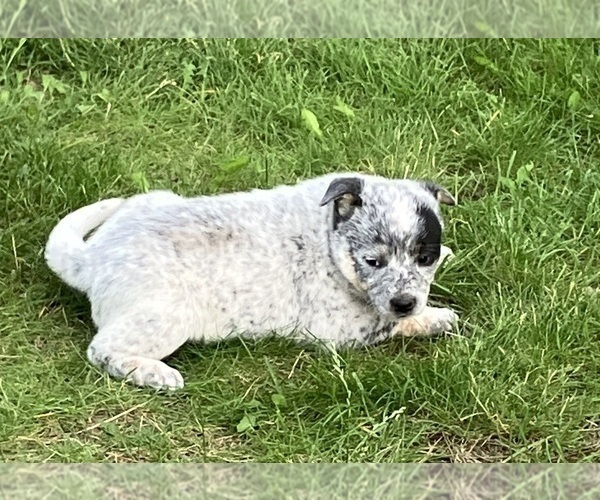Medium Photo #3 Australian Cattle Dog Puppy For Sale in POST FALLS, ID, USA