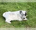 Small #2 Australian Cattle Dog