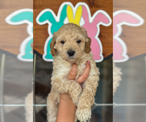 Goldendoodle (Miniature) Puppy for sale in MIDLOTHIAN, TX, USA