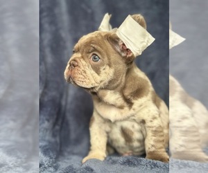 French Bulldog Puppy for sale in REVERE, MA, USA