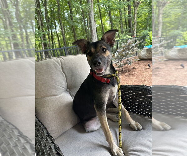 Medium Photo #30 Mutt Puppy For Sale in Brewster, NY, USA