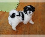 Small Photo #1 Havanese Puppy For Sale in LOUISVILLE, KY, USA