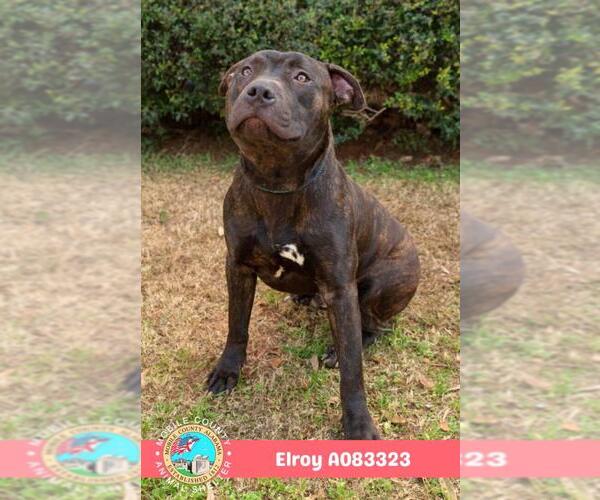 Medium Photo #2 Staffordshire Bull Terrier Puppy For Sale in Mobile, AL, USA