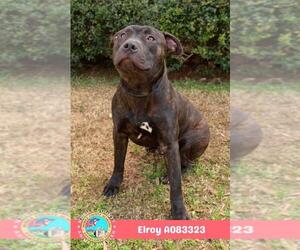 ELROY - Male Staffordshire Bull Terrier Dog for Adoption - Photo #2
