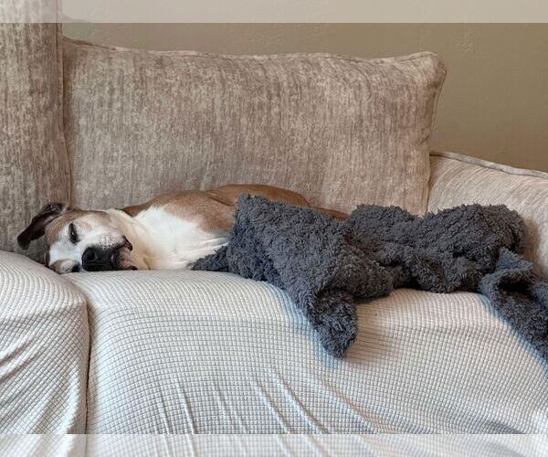 Medium Photo #6 Boxer Puppy For Sale in Burnsville, MN, USA