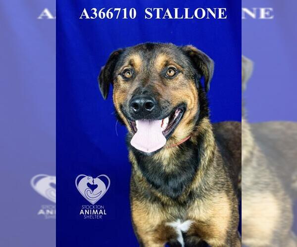 Medium Photo #3 German Shepherd Dog Puppy For Sale in Stockton, CA, USA