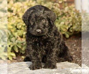Labradoodle Puppy for sale in RONKS, PA, USA