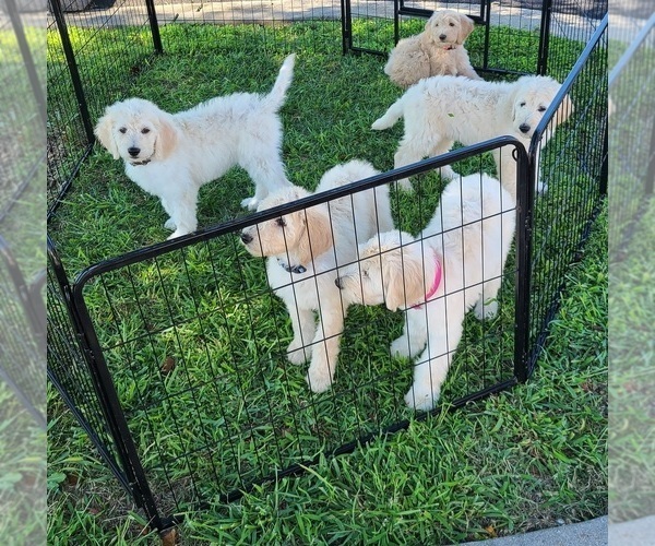 Medium Photo #1 Goldendoodle Puppy For Sale in ARNOLD, MD, USA