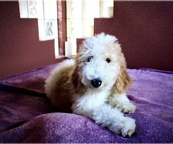 Medium Photo #19 Goldendoodle Puppy For Sale in BRANDON, FL, USA