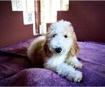 Small Photo #19 Goldendoodle Puppy For Sale in BRANDON, FL, USA
