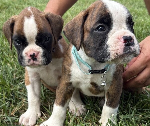 Medium Photo #19 Boxer Puppy For Sale in LONG BEACH, CA, USA