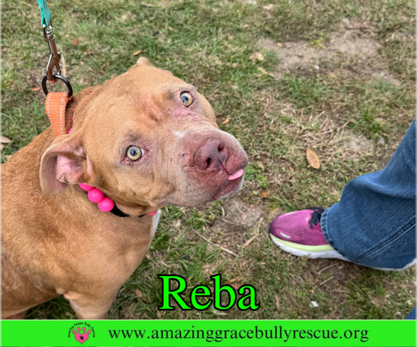 Medium Photo #12 American Bulldog-Unknown Mix Puppy For Sale in Pensacola, FL, USA