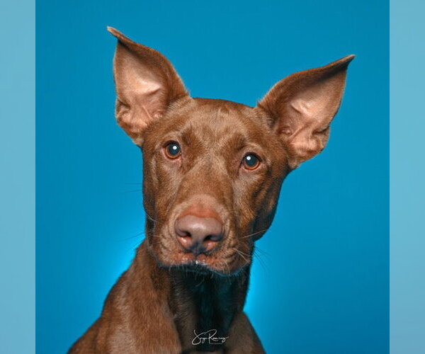 Medium Photo #1 Doberman Pinscher-Pharaoh Hound Mix Puppy For Sale in Miami, FL, USA
