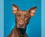 Small Doberman Pinscher-Pharaoh Hound Mix