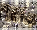 Litter of 4 - Male Schnauzer (Miniature)Litter of Puppies for Sale - Small photo