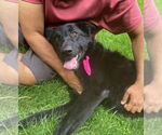 Small #1 German Shepherd Dog Mix