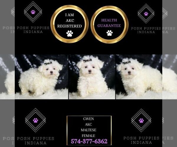 Medium Photo #2 Maltese Puppy For Sale in WARSAW, IN, USA