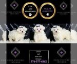 Small #1 Maltese