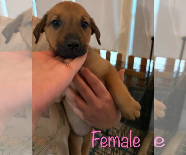 Medium Photo #2 American Pit Bull Terrier-Unknown Mix Puppy For Sale in Brooksville, FL, USA