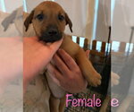 Small #1 American Pit Bull Terrier Mix