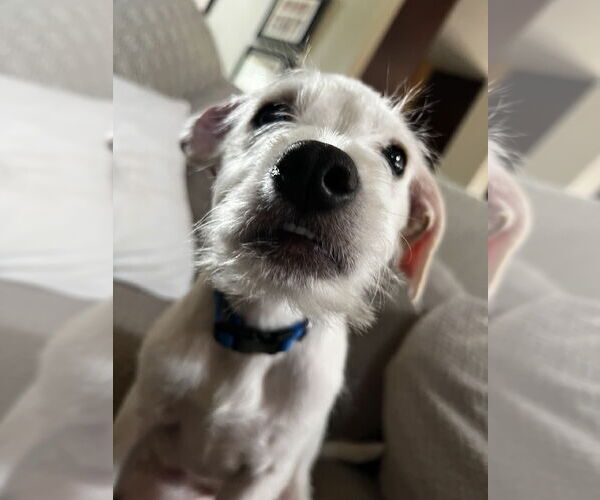 Medium Photo #1 Mutt Puppy For Sale in Rosenberg, TX, USA