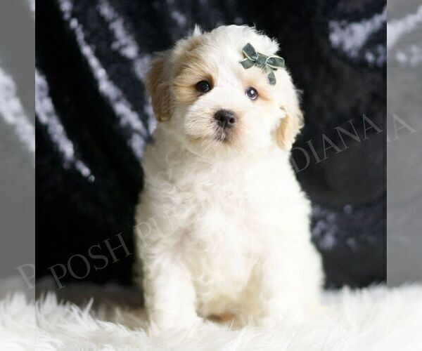 Medium Photo #6 Maltipoo (Miniature) Puppy For Sale in WARSAW, IN, USA