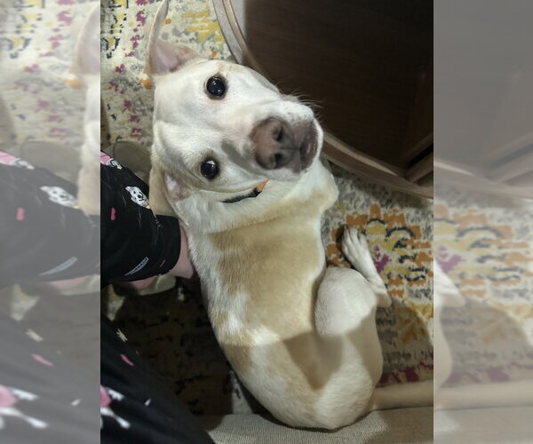 Medium Photo #2 Mutt Puppy For Sale in Boston, MA, USA