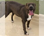 Small #2 Labrador Retriever Mix