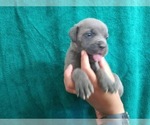 Small Photo #30 Cane Corso Puppy For Sale in COLUMBIA, SC, USA