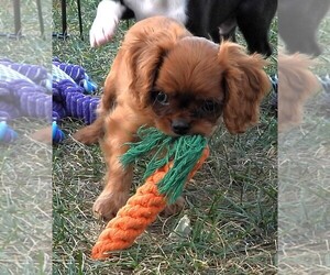 Cavalier King Charles Spaniel Puppy for sale in CARLISLE, KY, USA