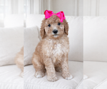 Small #2 Goldendoodle