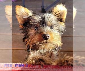 Yorkshire Terrier Puppy for sale in CONKLIN, NY, USA