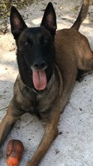 Father of the Belgian Malinois puppies born on 06/04/2018