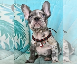 French Bulldog Puppy for sale in COCOA, FL, USA