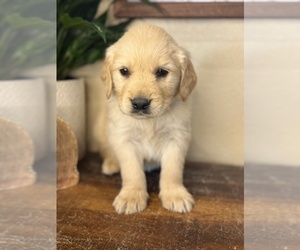 Golden Retriever Puppy for sale in FORDLAND, MO, USA