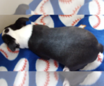Small #1 Boston Terrier