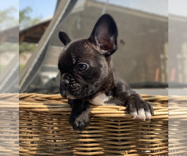 Medium Photo #5 French Bulldog Puppy For Sale in PORTERVILLE, CA, USA