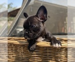 Small Photo #5 French Bulldog Puppy For Sale in PORTERVILLE, CA, USA