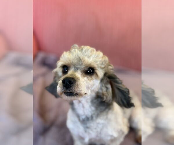 Medium Photo #4 Poodle (Miniature)-Unknown Mix Puppy For Sale in Pacolet, SC, USA
