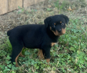 Rottweiler Puppy for Sale in MAGNOLIA, Kentucky USA