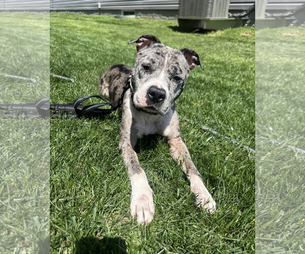 Medium Photo #4 Mutt Puppy For Sale in Rockville, MD, USA
