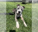 Small #3 Mutt