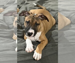 Han Solo - Male Black Mouth Cur-Boxer Mix Dog for Adoption - Photo #8