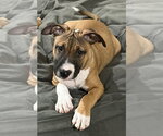 Small #7 Black Mouth Cur-Boxer Mix