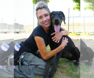 Doberman Pinscher Dogs for adoption in Buffalo, MN, USA