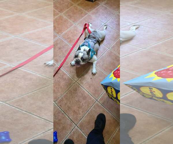 Medium Photo #2 French Bulldog Puppy For Sale in Tenafly, NJ, USA